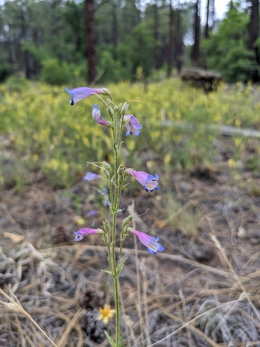 Image of Penstemon inflatus by (c) Alina Martin, some rights reserved (CC BY)