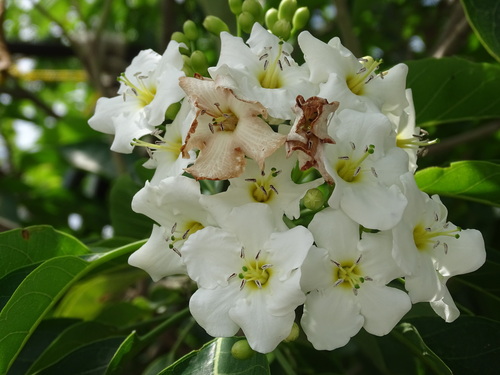 Image of Bourreria huanita by (c) Alexis López Hernández, some rights reserved (CC BY)