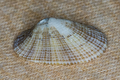 Cayenne Keyhole Limpet