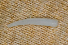 Scaphopoda