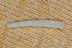 Scaphopoda