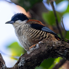 Himalayan Cutia photo 2