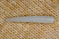 Scaphopoda