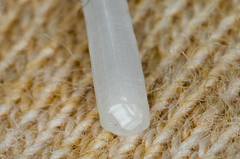 Scaphopoda