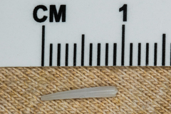 Scaphopoda