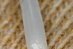 Scaphopoda