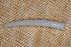 Scaphopoda