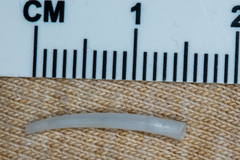 Scaphopoda