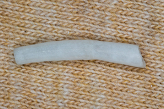 Scaphopoda