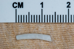 Scaphopoda