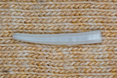 Scaphopoda
