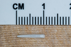 Scaphopoda