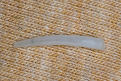 Scaphopoda