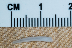 Scaphopoda