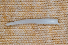 Scaphopoda