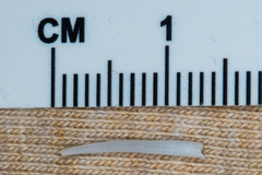 Scaphopoda