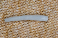 Scaphopoda