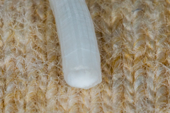 Scaphopoda