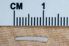 Scaphopoda