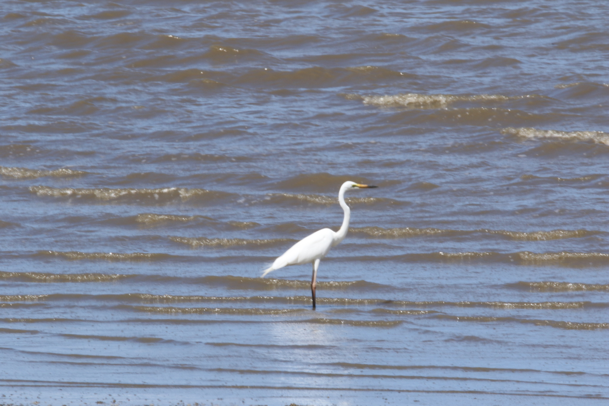 Great Egret
