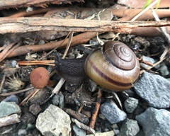 Helminthoglypta umbilicata