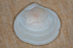 Semele proficua