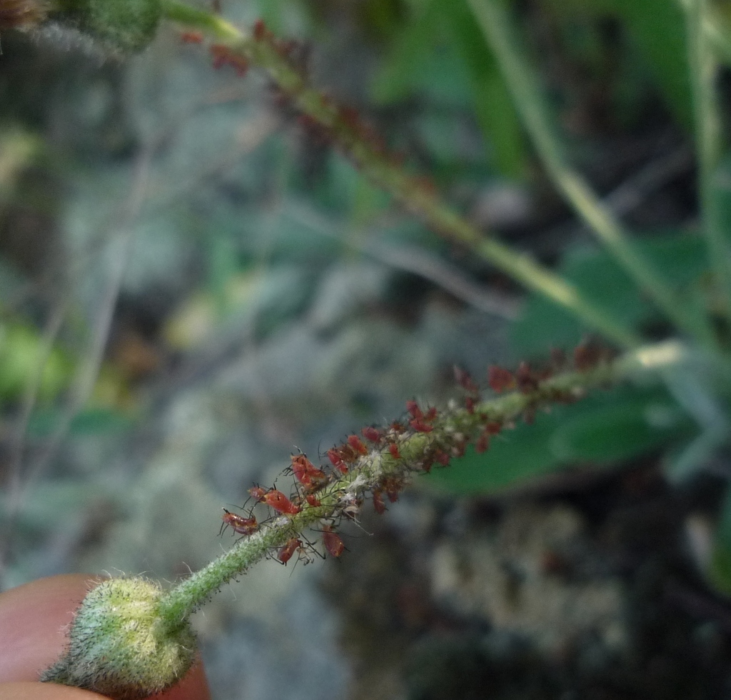 Uroleucon pilosellae