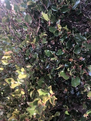 Diospyros scabrida cordata