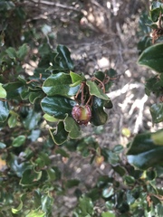 Diospyros scabrida cordata