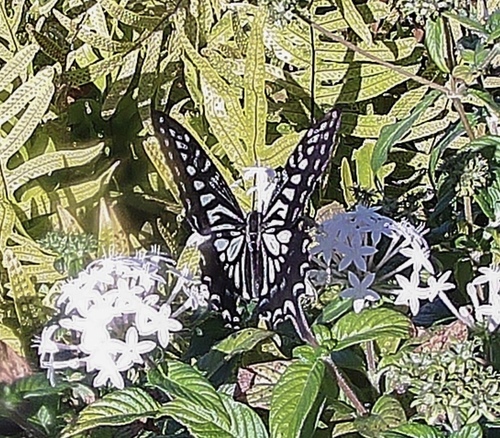 Chinese Yellow Swallowtail photo 5