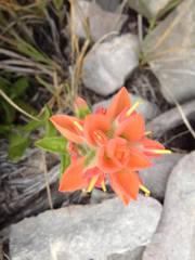 Castilleja scorzonerifolia
