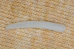 Scaphopoda