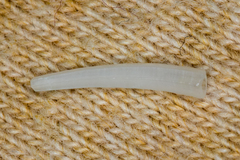 Scaphopoda