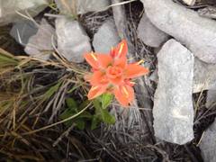 Castilleja scorzonerifolia