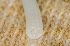 Scaphopoda