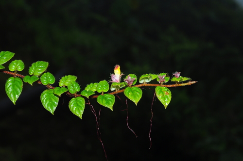 Columnea nariniana