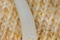 Scaphopoda