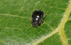 Stethorus fenestralis
