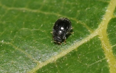 Stethorus fenestralis