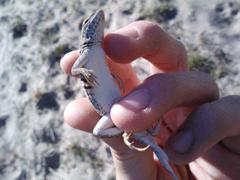 Holbrookia propinqua
