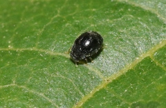 Stethorus fenestralis