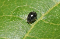 Stethorus fenestralis