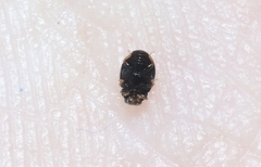 Stethorus fenestralis