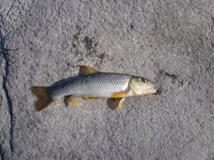 Nocomis biguttatus