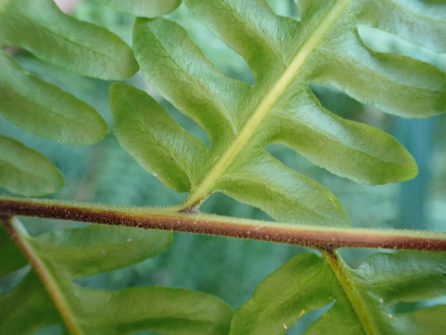 Image of Pteris tripartita by (c) Leon Perrie, some rights reserved (CC BY)