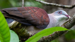 Mountain Imperial Pigeon photo 2