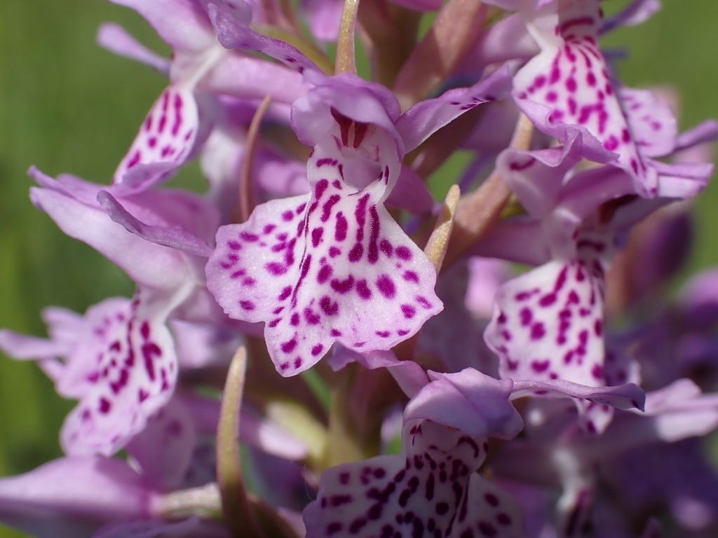 Dactylorhiza × estonica