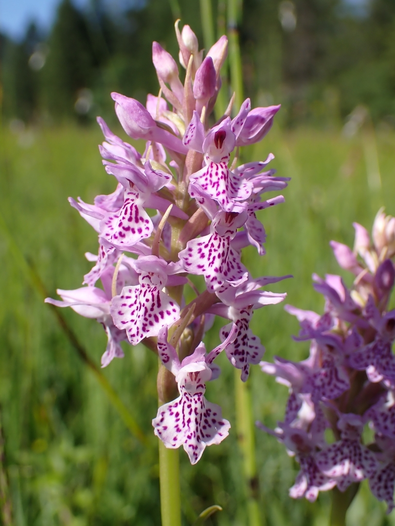 Dactylorhiza × estonica