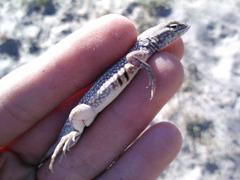 Holbrookia propinqua