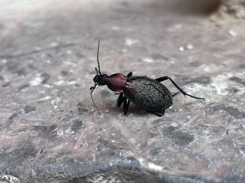 Carabus smaragdinus